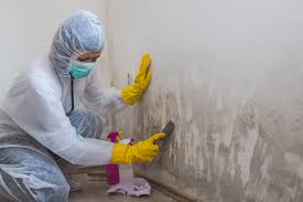 Why You Should Choose Our Mold Remediation Services in Chester, NY